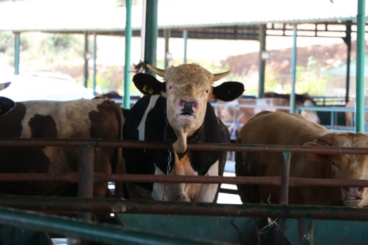 Manisa Hayvan Pazarı’nda Padoklar Boş Kaldı