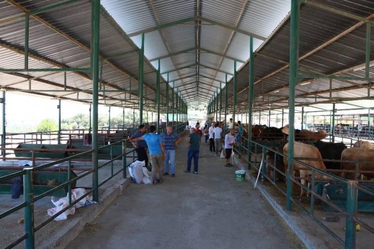 Manisa Hayvan Pazarı’nda Padoklar Boş Kaldı