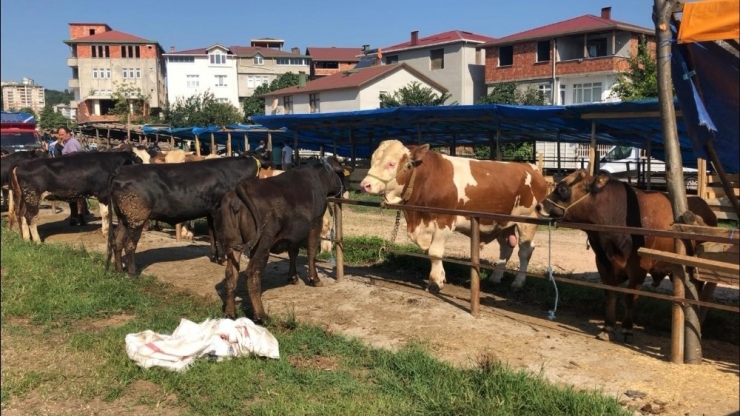 Kurban Pazarında Alıcı Da Satıcı Da Memnun Değil