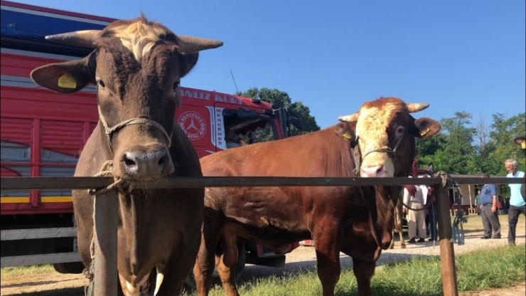 Kurban Pazarında Alıcı Da Satıcı Da Memnun Değil