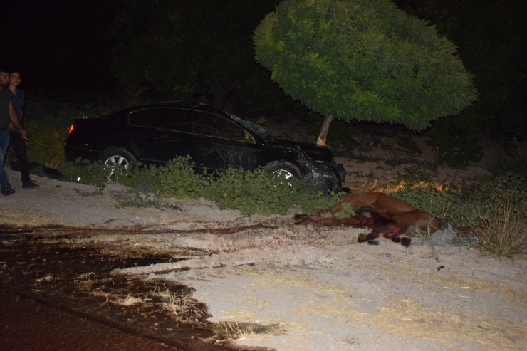 Malatya’da Yola Fırlayan Yarış Tayları Telef Oldu