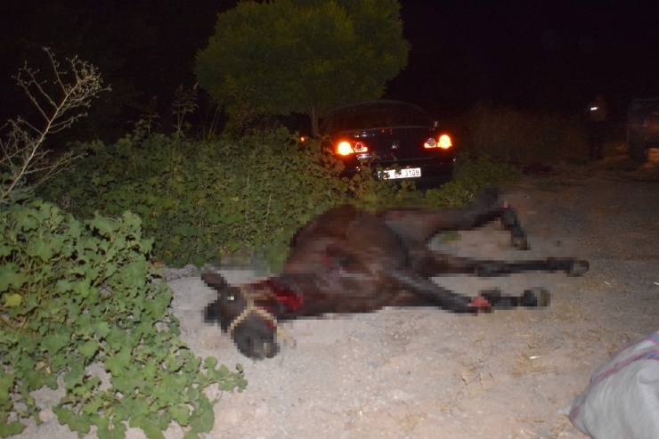Malatya’da Yola Fırlayan Yarış Tayları Telef Oldu