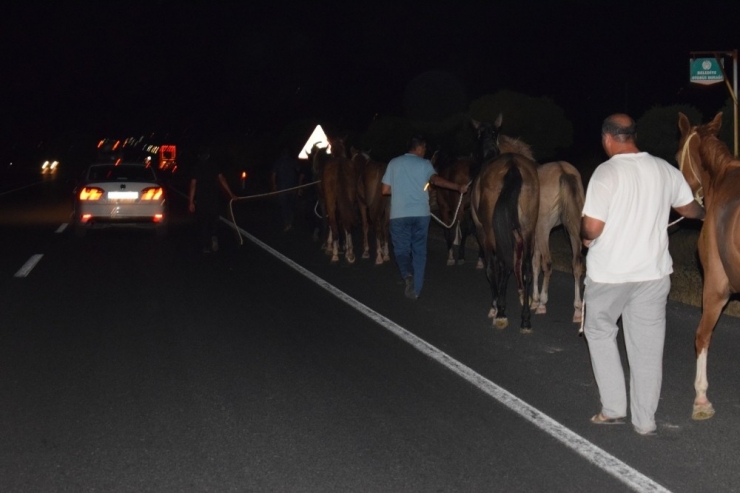 Çiftlikten Kaçan Yarış Atları Şehirler Arası Yolda Trafiği Birbirine Kattı