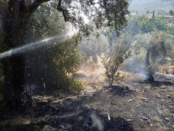 Milas’ta Zeytinlik Yangını