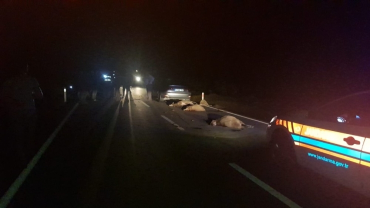 Silivri’de Sürüye Dalan Otomobil Hayvanları Telef Etti