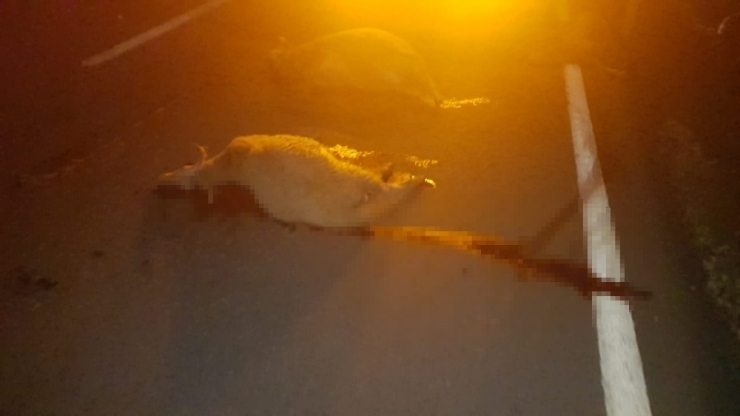 Silivri’de Sürüye Dalan Otomobil Hayvanları Telef Etti