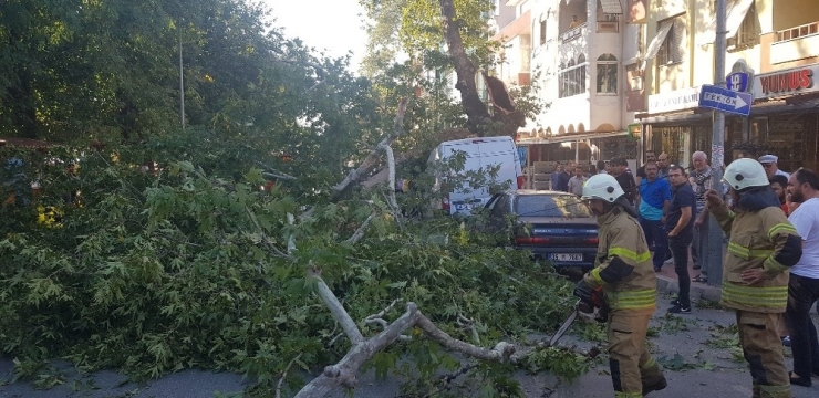 Tire’de Asırlık Çınar Zamana Direnemedi