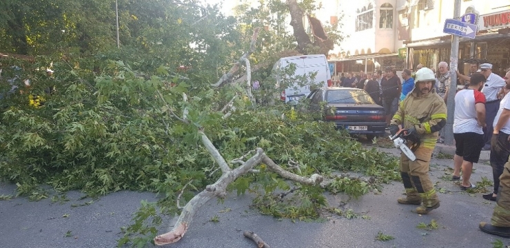 Tire’de Asırlık Çınar Zamana Direnemedi