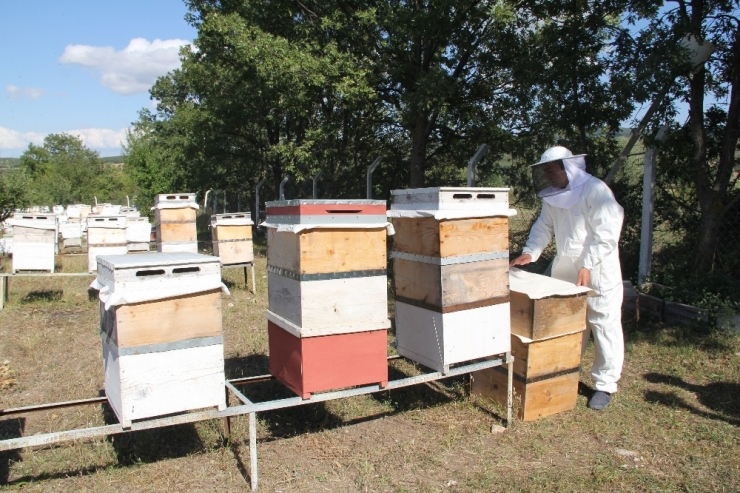 Çorum’da “Bal Hasadı” Başladı