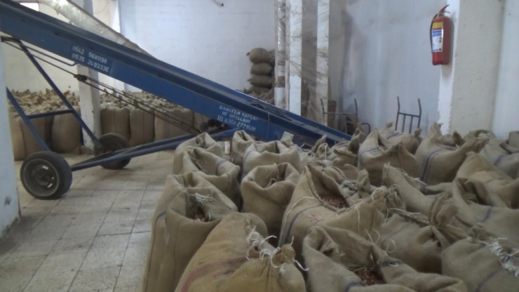 Yılın İlk Fındığı Tüccara İndi