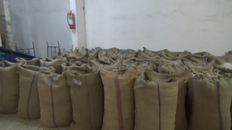 Yılın İlk Fındığı Tüccara İndi