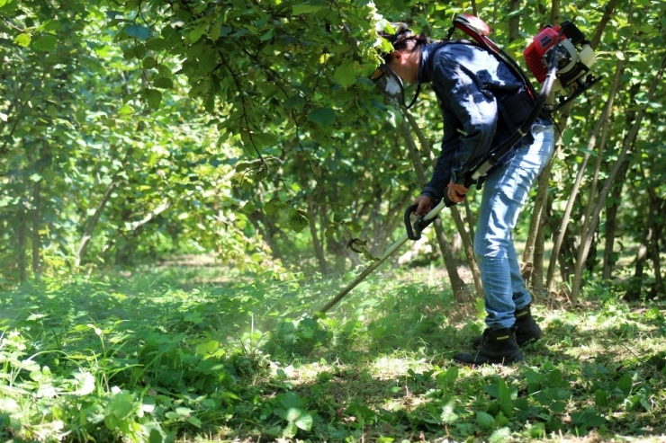 21 Bin Fındık Üreticisinin Cebine 745 Milyon Tl Girecek