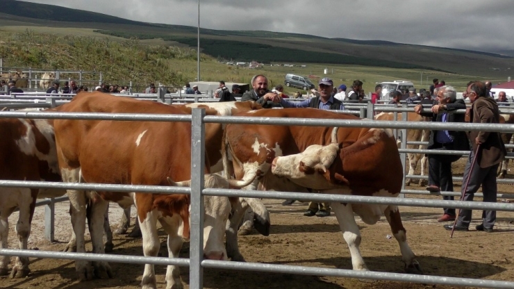 Hayvan Pazarında Bayram Öncesi Durgunluk Hakim