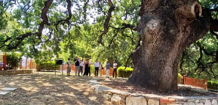 Kuşadası’nın Anıtsal Ağaçları İçin Tescil Çalışmaları Başlatıldı