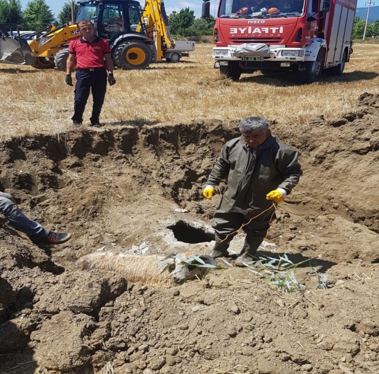 Tarlada Otlayan Keçi Ve Koyun, Hırsızların Çaldığı Rögar Kapağından Dolayı Kanalizasyona Düştü