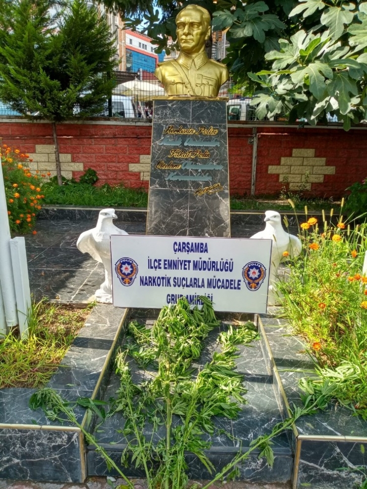 Çarşamba’da Uyuşturucu Operasyonları