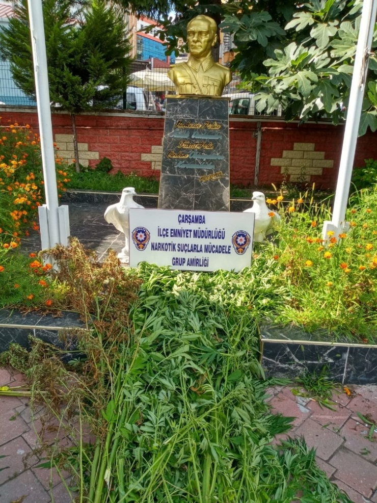 Çarşamba’da Uyuşturucu Operasyonları