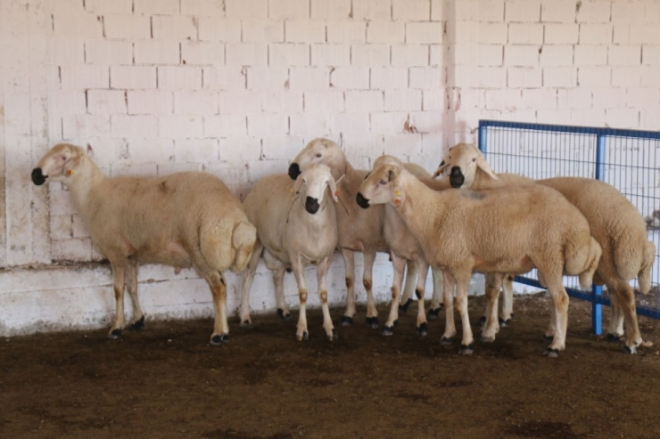Çorum Damızlık Koç Teke Üretim İstasyonu Açıldı