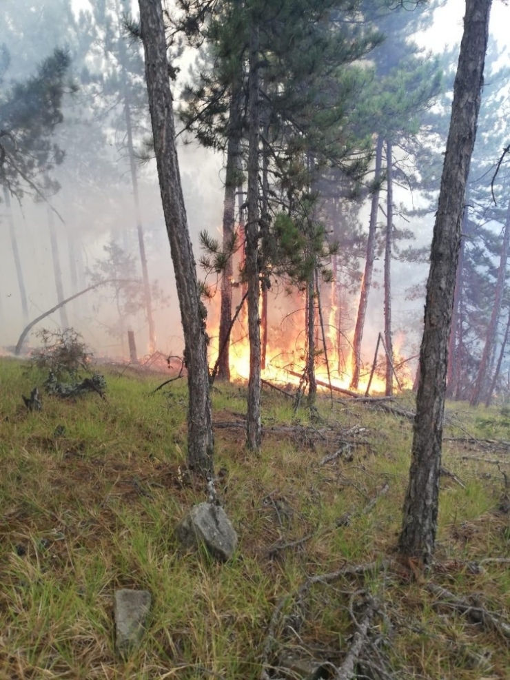 Edinilen Bilgiye Göre Saat 14.00 Civarında Boyabat Elekçam İşletme Şefliğine Bağlı Koçak Köyü Mevkisinde Bilinmeyen Bir Sebepten Dolayı Orman Yangını Meydana Geldi. Boyabat Orman İşletme Şefliğine Bağlı Arazözler Bölgeye Sev