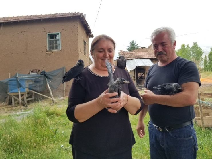 Sahiplendiği Kargalara Çocuklarının Adını Verdi