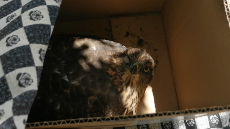 Kahvaltı Yaparken Fark Ettiler, Birden Cama Çarptı, Balkona Gittiklerinde Yaralı Halde Buldular