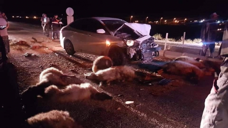 Otomobil Koyun Sürüsüne Daldı, 15 Koyun Telef Oldu