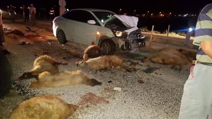 Otomobil Koyun Sürüsüne Daldı, 15 Koyun Telef Oldu