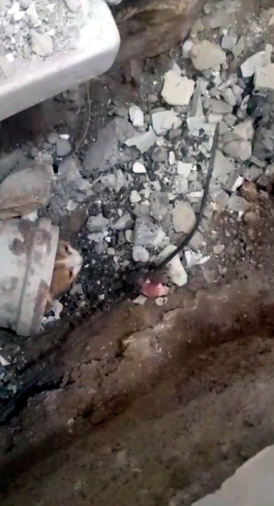 Kilis’te 4 Saatlik Kedi Kurtarma Operasyonu