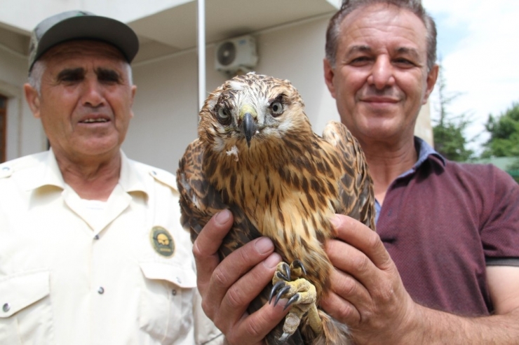 Yaralı Şahin Koruma Altına Alındı