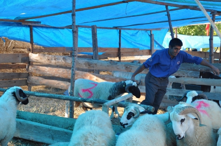 Gerze’de Kurbanlık Satışı Hareketlendi