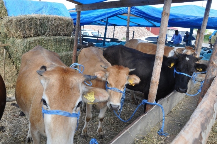 Gerze’de Kurbanlık Satışı Hareketlendi