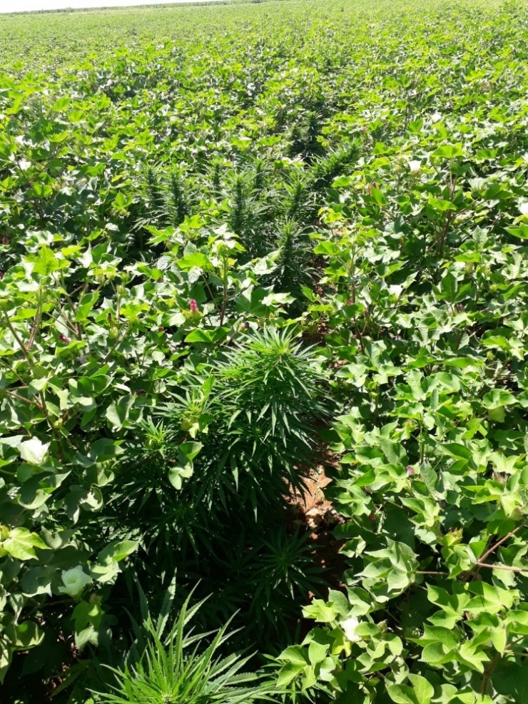 Pamuk Tarlasında 500 Kök Kenevir Bitkisi Ele Geçirildi