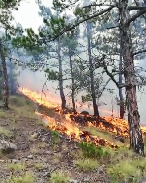 Sinop’ta Orman Yangını Devam Ediyor