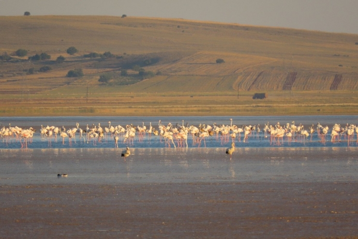 Su Seviyesinin Azaldığı Seyfe Gölünde Kuş Hareketliliği