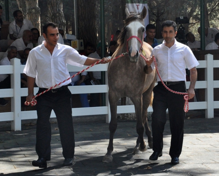 Safkan Arap Taylarından 3 Milyon 675 Bin Lira Gelir Elde Edildi