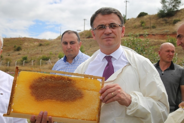 Tokat’ta Bal Hasadı Başladı