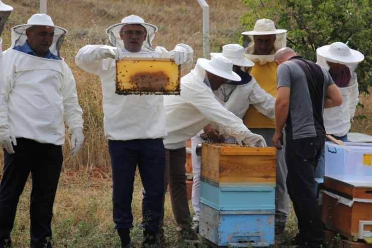 Tokat’ta Bal Hasadı Başladı