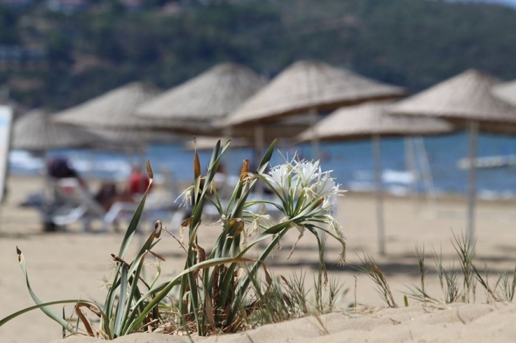 Pamucak Sahilleri Beyaza Büründü