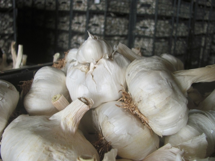 Araban Sarımsağı Üreticisinin Yüzünü Güldürdü