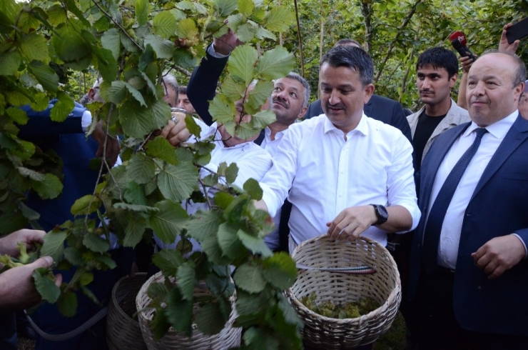 Ordu’da Fındık Hasadı 3 Ülkenin Tarım Bakanının Katılımıyla Başladı