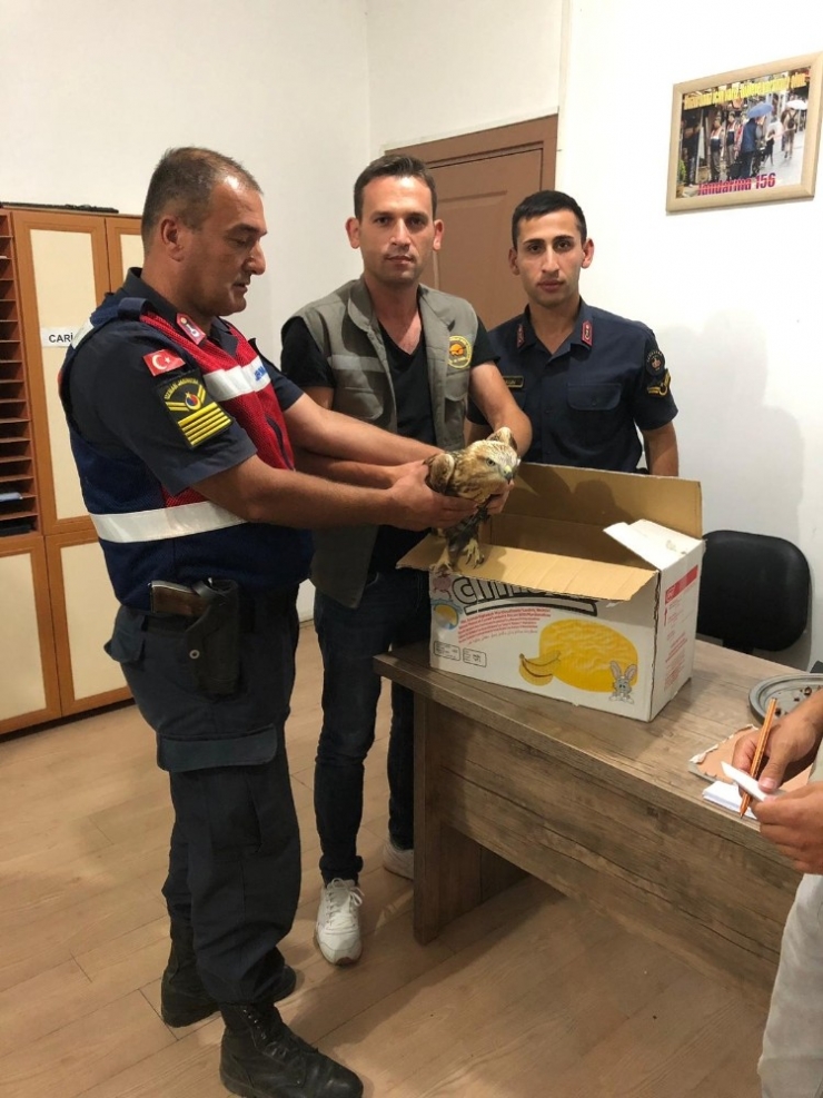 Yaralı Kızıl Şahine Jandarma Ekipleri Sahip Çıktı