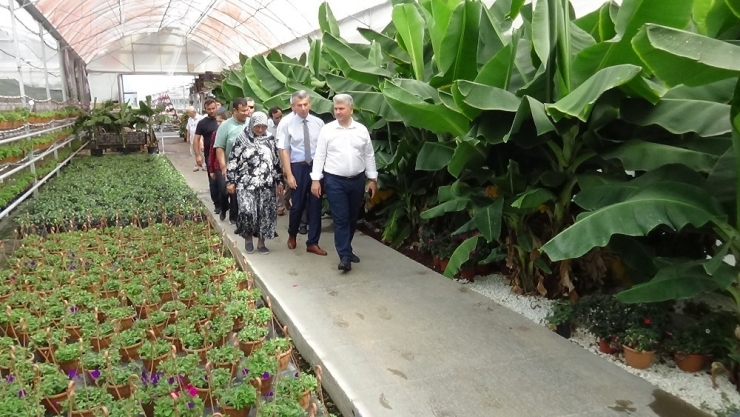 Kazdağı Muzu İlgi Görüyor