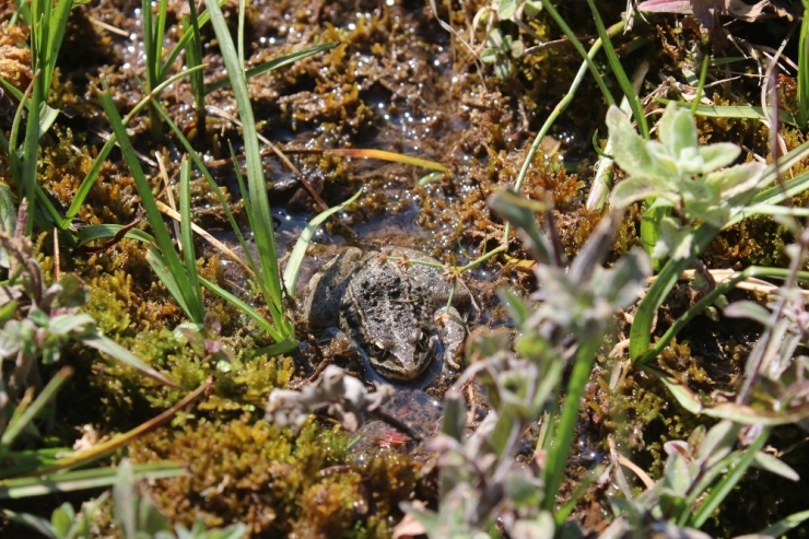 Rana Tavansensis Kurbağası İçin Denizli’de Seferberlik İlan Edildi