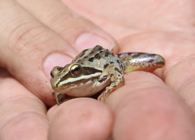 Rana Tavansensis Kurbağası İçin Denizli’de Seferberlik İlan Edildi