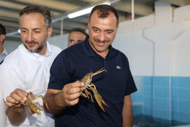 Elazığ’dan Dünya Pazarına Kerevit, Kilosu 100 Tl