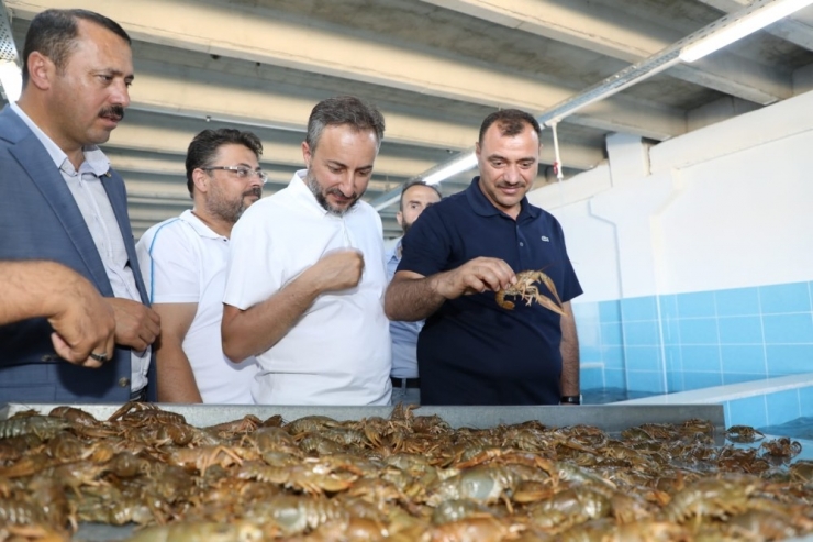 Elazığ’dan Dünya Pazarına Kerevit, Kilosu 100 Tl