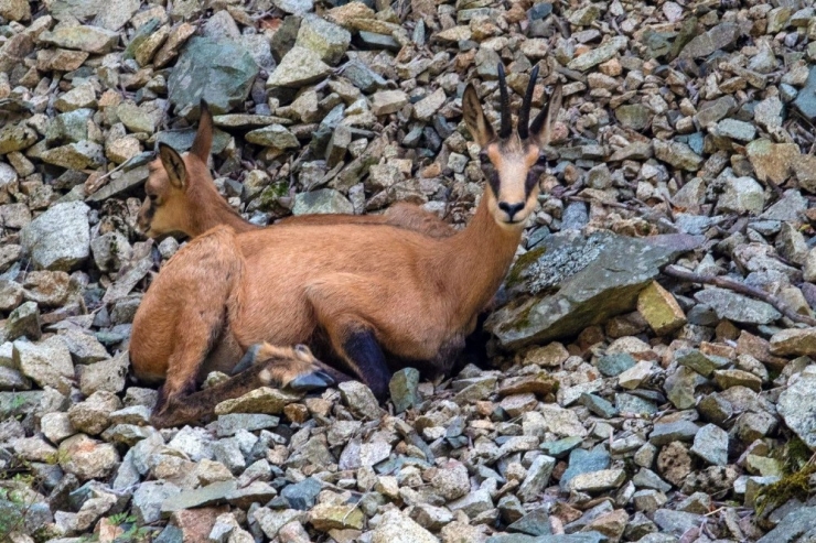 Çengel Boynuzlu Dağ Keçileri Gümüşhane’yi Mesken Tuttu