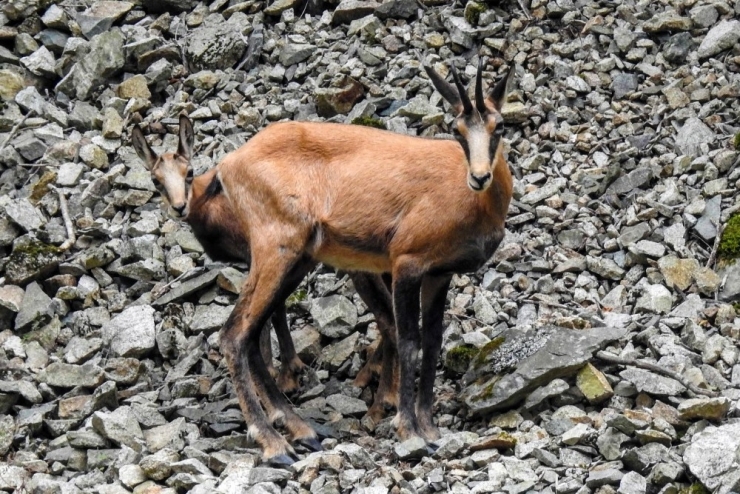 Çengel Boynuzlu Dağ Keçileri Gümüşhane’yi Mesken Tuttu
