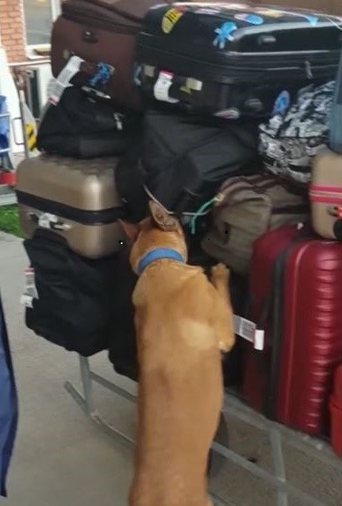 Gümrükten Uyuşturucu Geçirmek İsteyen Şahıs Yakalandı