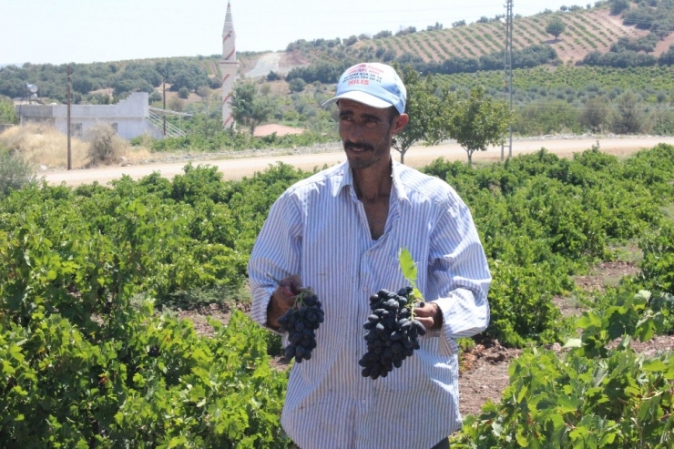 Üzüm Üreticilerine Salkım Güvesi Uyarısı